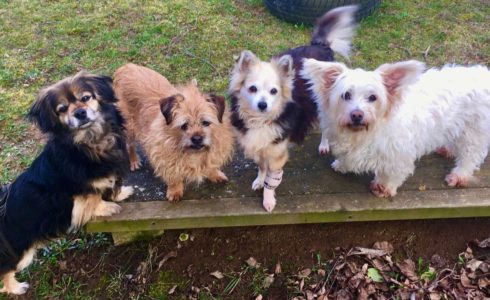 Betreuungs- und Patenhunde