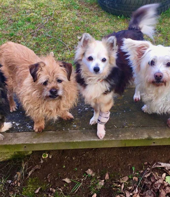 Betreuungs- und Patenhunde