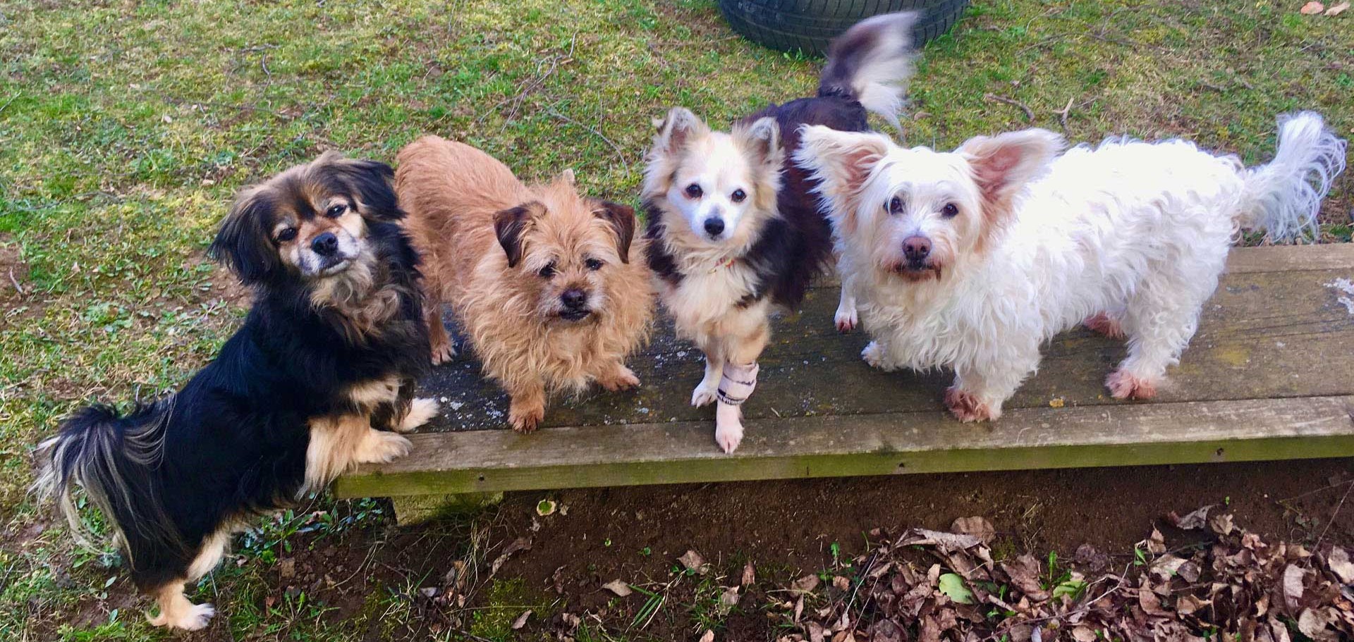 Betreuungs- und Patenhunde
