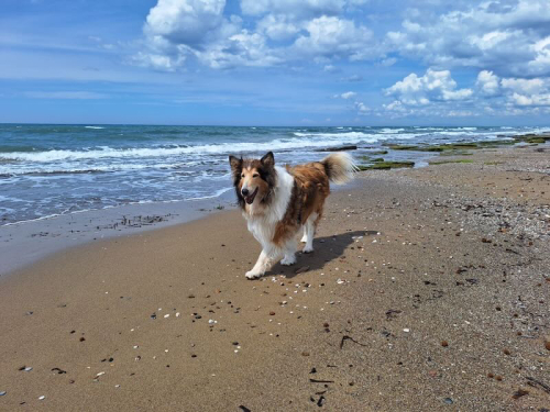 luna mare